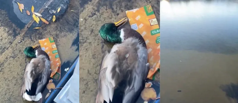 Утка лежит среди мусора на водоёме