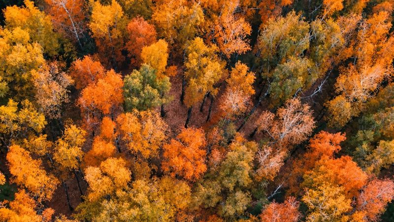 Осень как из Pinterest: роща Ак-кайын в Алматы окрасилась в золото