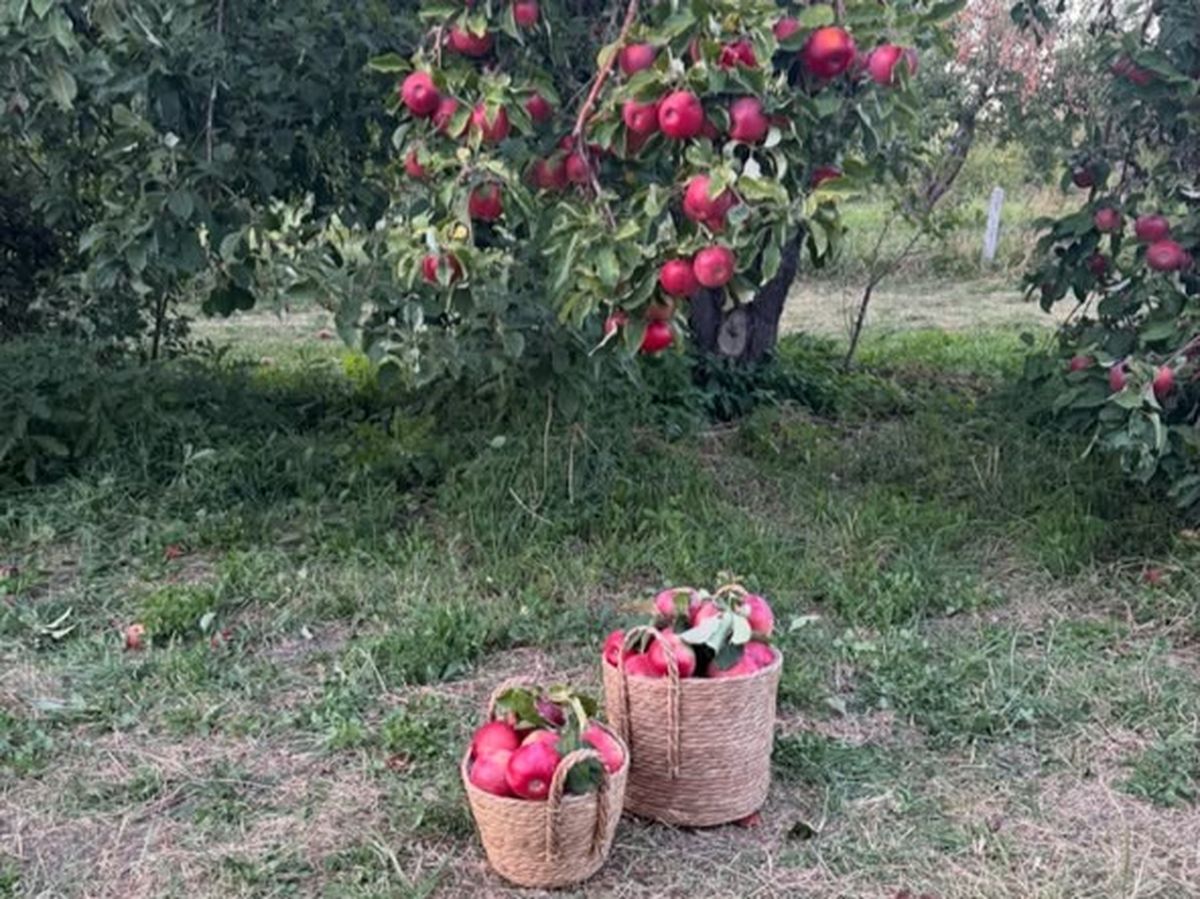 Апорт в корзине в саду